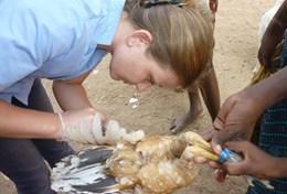 Volunteer Veterinary Medicine & <br /> Animal Care Volunteer Veterinary Medicine & <br /> Animal Care
