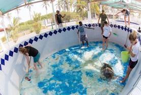 Volunteer Mexico A group of Conservation volunteers cleans a turtle enclosure at a rescue and rehabilitation centre in Mexico.