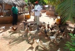 Volunteer Togo Agriculture & Farming volunteers help with feeding chickens at an organic farm in Togo.