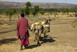 Volunteer Tanzania A local Maasai person leads a donkey transporting goods through the community in Tanzania where we have our volunteer cultural immersion project.