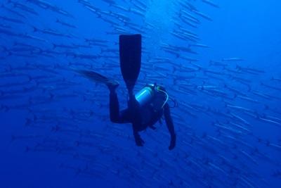A volunteer counting barracudas on a research dive in Fiji A volunteer swimming with over 700 barracudas
