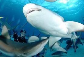 Volunteer Conservation & Environment Conservation volunteers observe a group of sharks during a survey dive in Fiji.