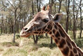 Volunteer Conservation & Environment A giraffe, one of the species our Conservation volunteers are working to protect in the African savannahs of Kenya.