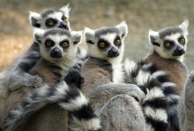 Volunteer Madagascar A group of ring-tailed lemurs at our volunteer Conservation placement in Madagascar.