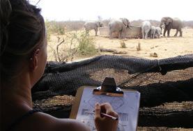 Volunteer Conservation & Environment A Conservation volunteer records the population number and behaviours of a herd of elephants at a wildlife reserve in Botswana, Southern Africa.