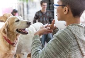 Volunteer Veterinary Medicine & Animal Care