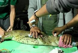 Volunteer Peru With the help of local veterinary staff, a qualified veterinarian performs a check-up on a crocodile in rehabilitation at a volunteer animal care placement.