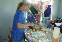 Volunteer Veterinary Medicine A professional vet working at a volunteer placement abroad assists during an operation on a dog.