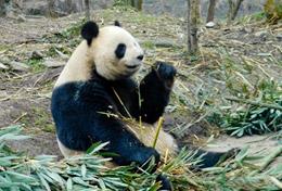 Volunteer Care Care & Panda High School Special volunteers work with panda bears at a conservation centre in China.