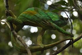 Volunteer Madagascar A chameleon, one of the beautiful species protected by our High School Special Conservation & Community volunteers in Madagascar.