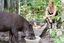 Volunteer Conservation & Environment A Conservation High School Special volunteer helps with rehabilitating a rescued tapir at our placement in Peru.
