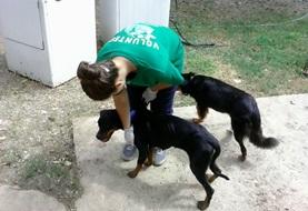 Volunteer on a Veterinary Medicine & Animal Care placement Veterinary Medicine & Animal Care projects