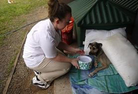 Volunteer Belize An Animal Care volunteer giving water to a stray dog at a veterinary clinic and shelter in Belize.