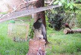 Volunteer Bolivia A bird of prey at the rescue and rehabilitation centre where we run our Animal Care project in Bolivia.