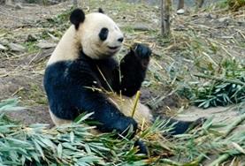 Volunteer Veterinary Medicine & <br /> Animal Care A giant panda eating bamboo shoots at the conservation and research centre where we run our volunteer Animal Care project in China.