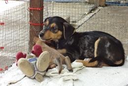 Volunteer Veterinary Medicine & Animal Care A dog enjoys the toys given to him by volunteers at our Veterinary Medicine & Animal Care placement in Samoa.