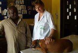 Volunteer Veterinary Medicine & <br /> Animal Care A Veterinary Medicine volunteer comforts a dog before an operation at a local veterinary clinic in Ghana.