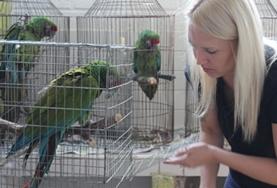 Volunteer Mexico A Veterinary Medicine volunteer cares for and feeds exotic birds at her placement in Mexico.