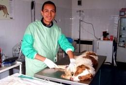 Volunteer Veterinary Medicine & <br /> Animal Care A local vet performs an operation on a dog at a volunteer Veterinary Medicine placement in Romania.